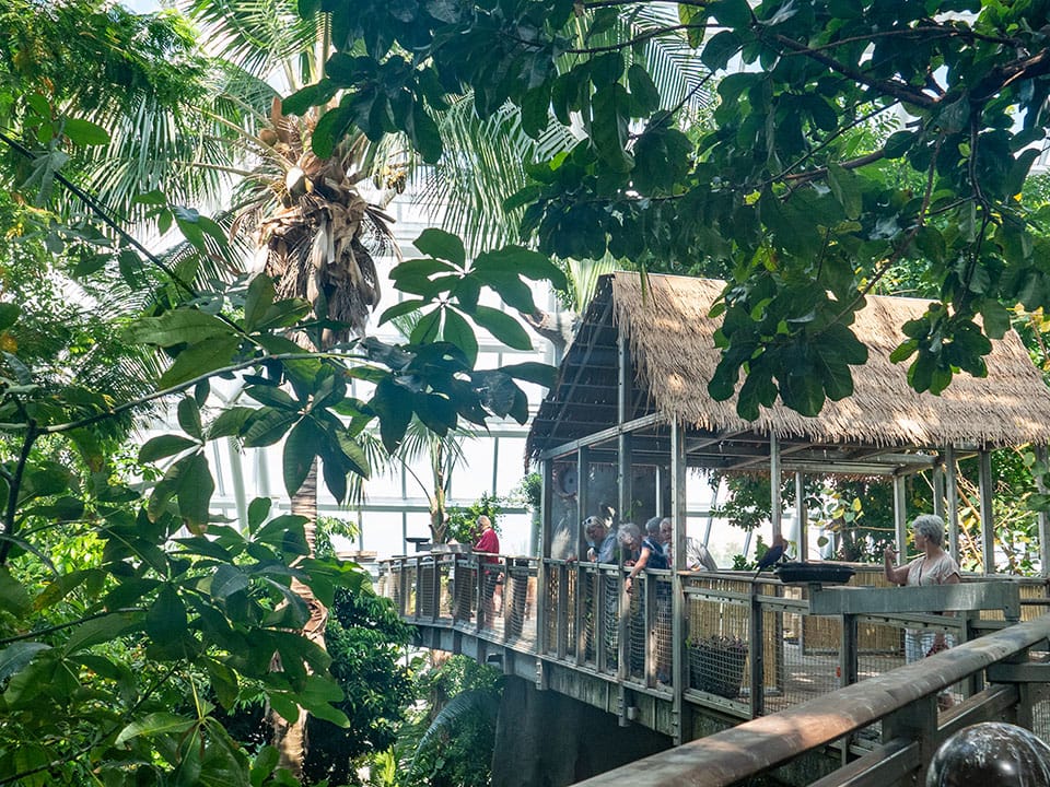 Moody Gardens Rainforest Pyramid tropical exhibits